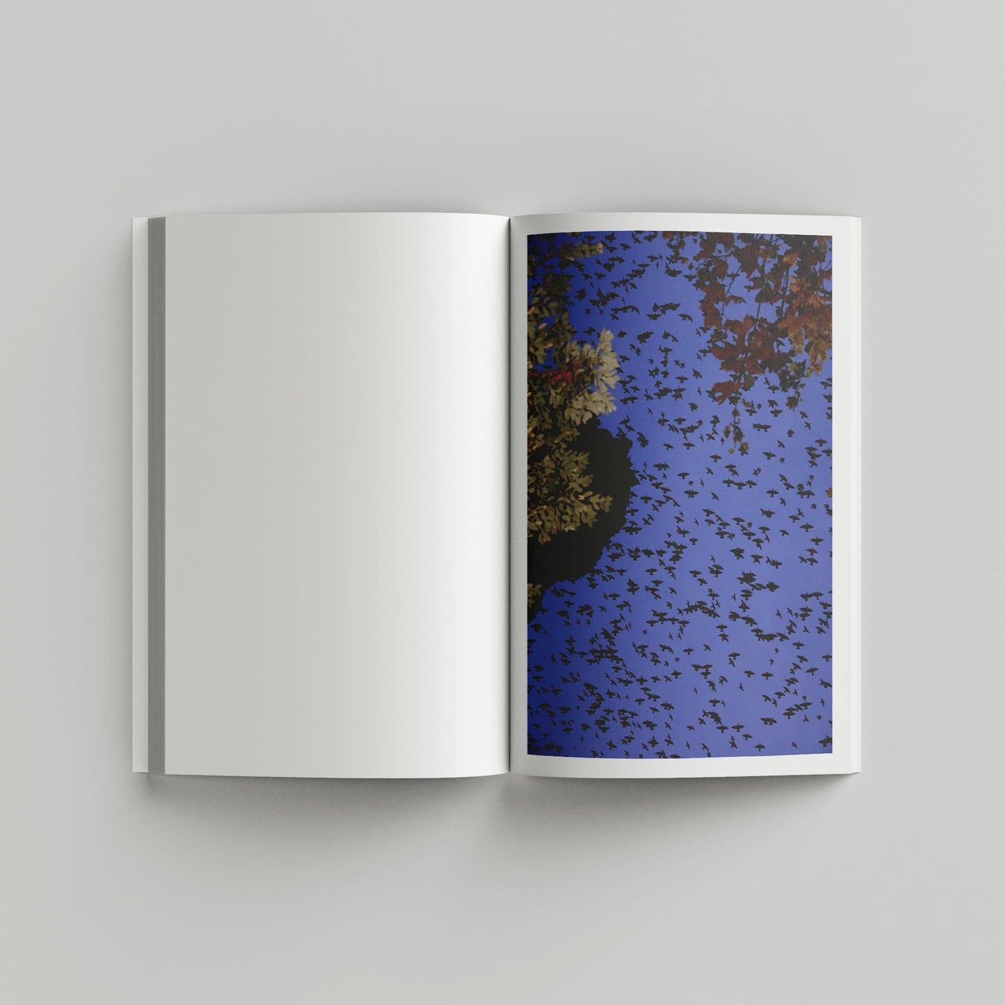 "Murmurations" Photography Book