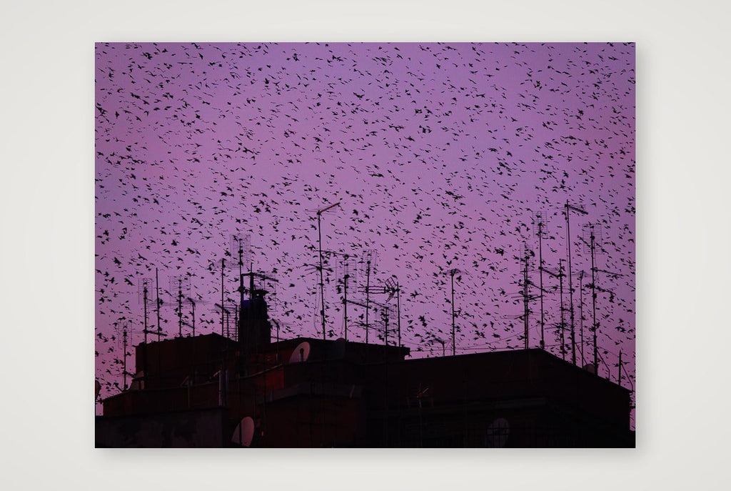 Murmurations 5-Limited Edition — 80×60cm, 31×24" Print only