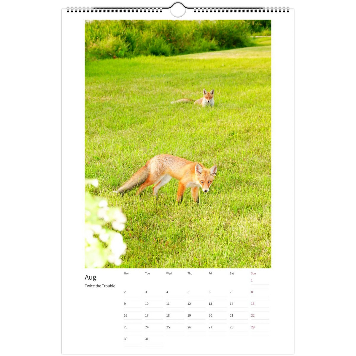 2027 Foxes Calendar