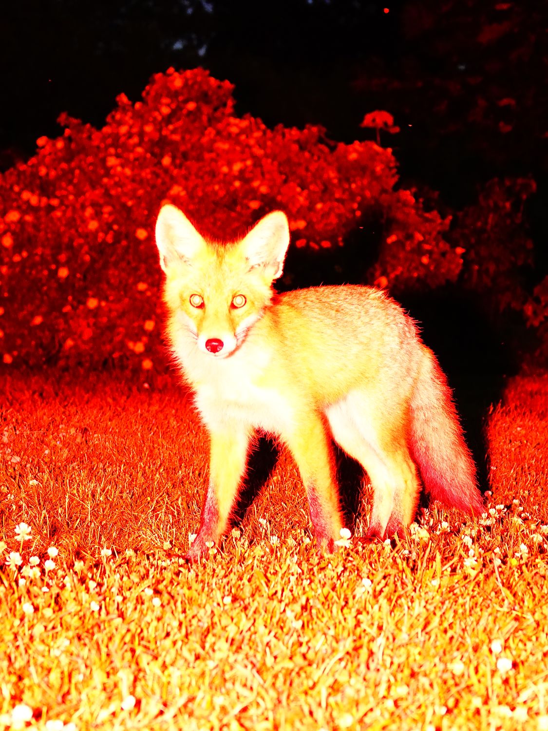 Intruder 2