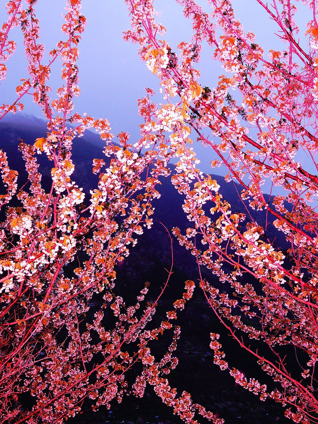 Pink Spring - Limited Edition