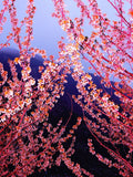 Pink Spring - Limited Edition