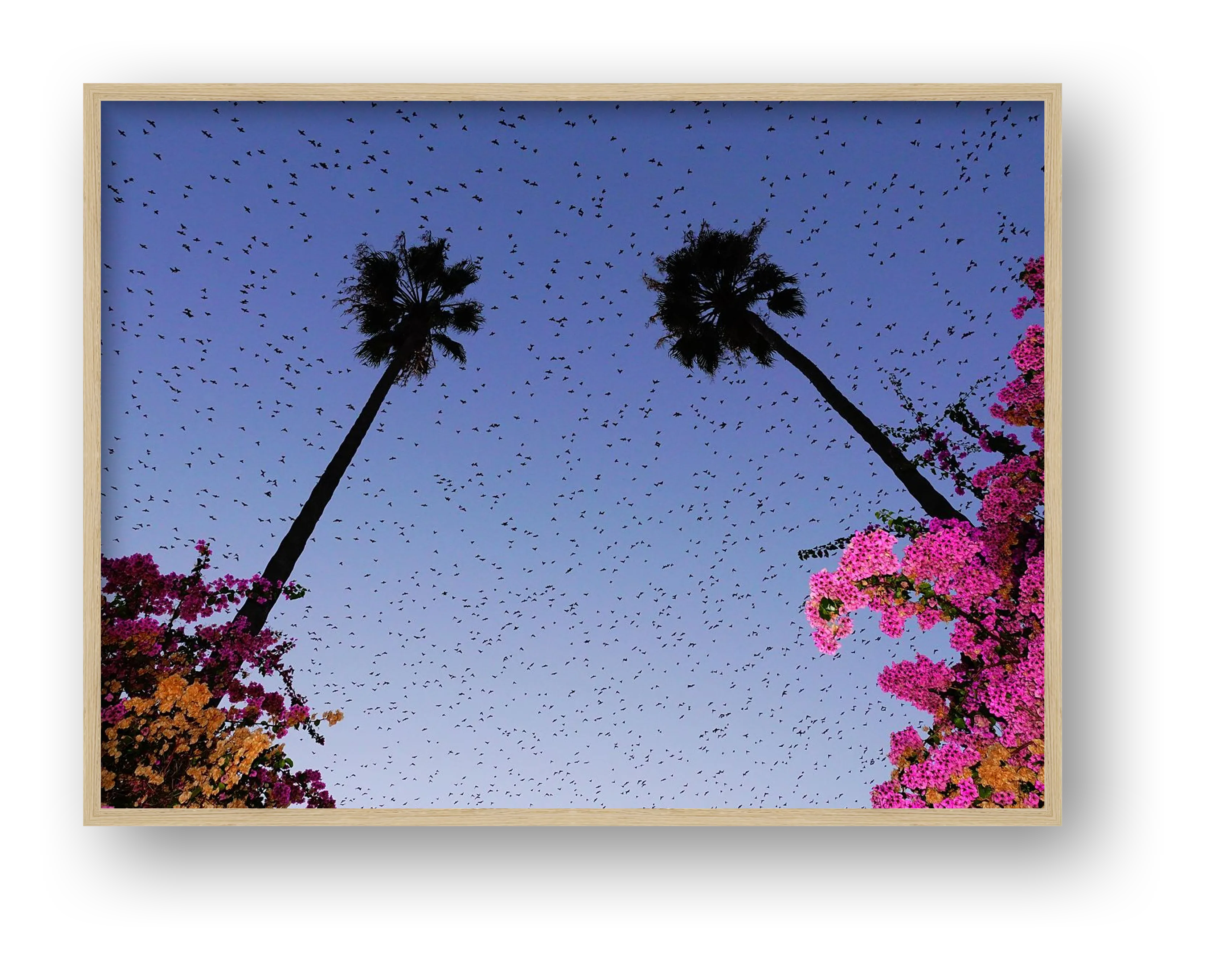 Murmurations 4- Limited Edition — framed