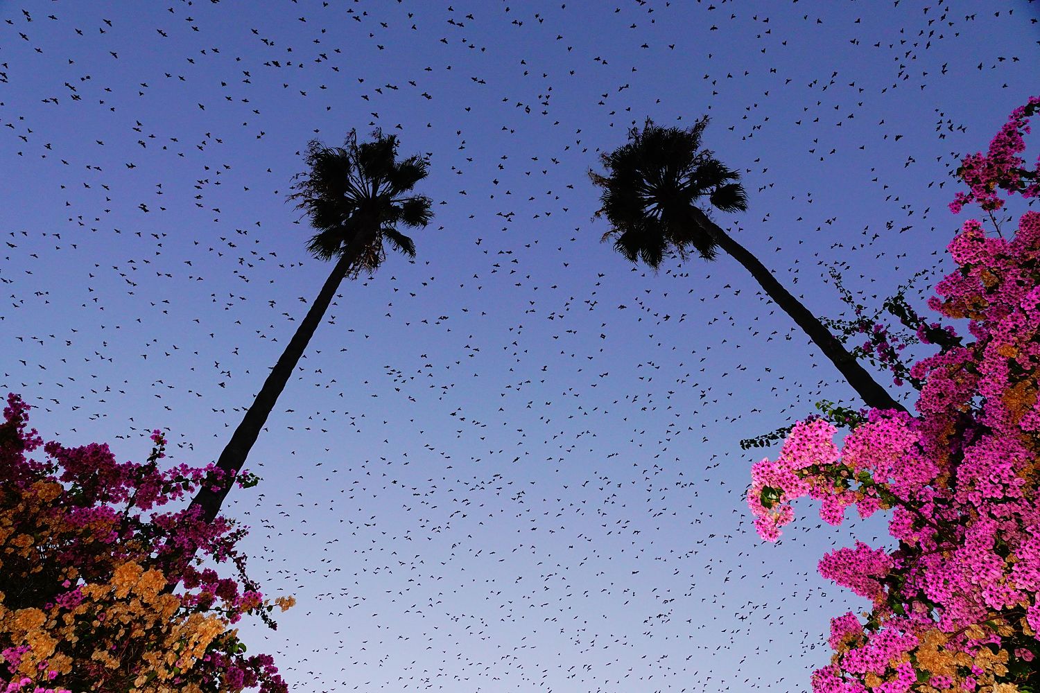 Murmurations 4- Limited Edition