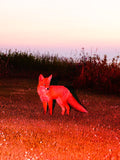 The Red Fox - Limited Edition