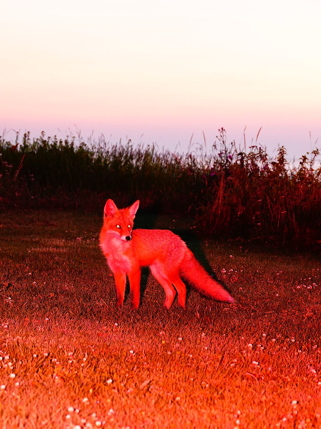 the-red-fox-framed-canvas
