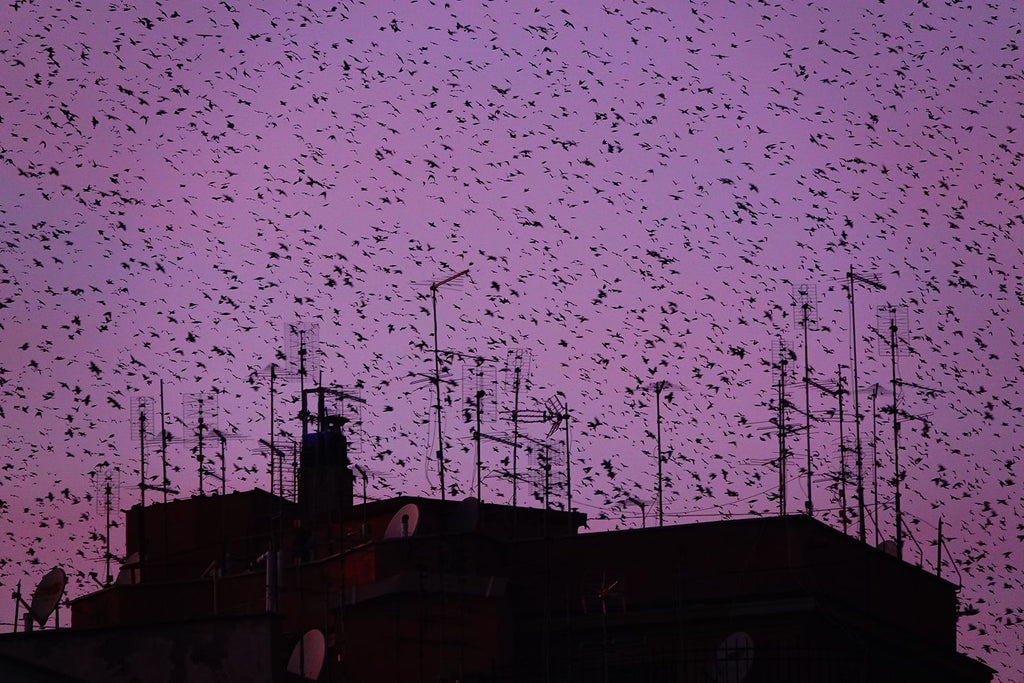 Murmurations 5-Limited Edition