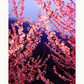 Pink Spring