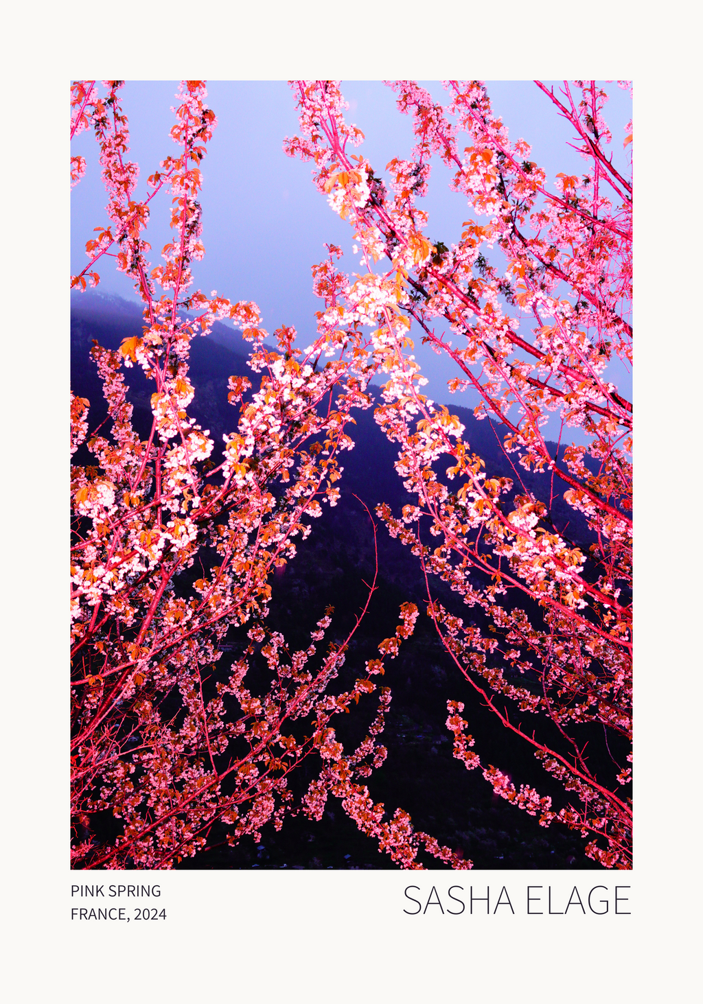 Pink Spring - Limited Edition