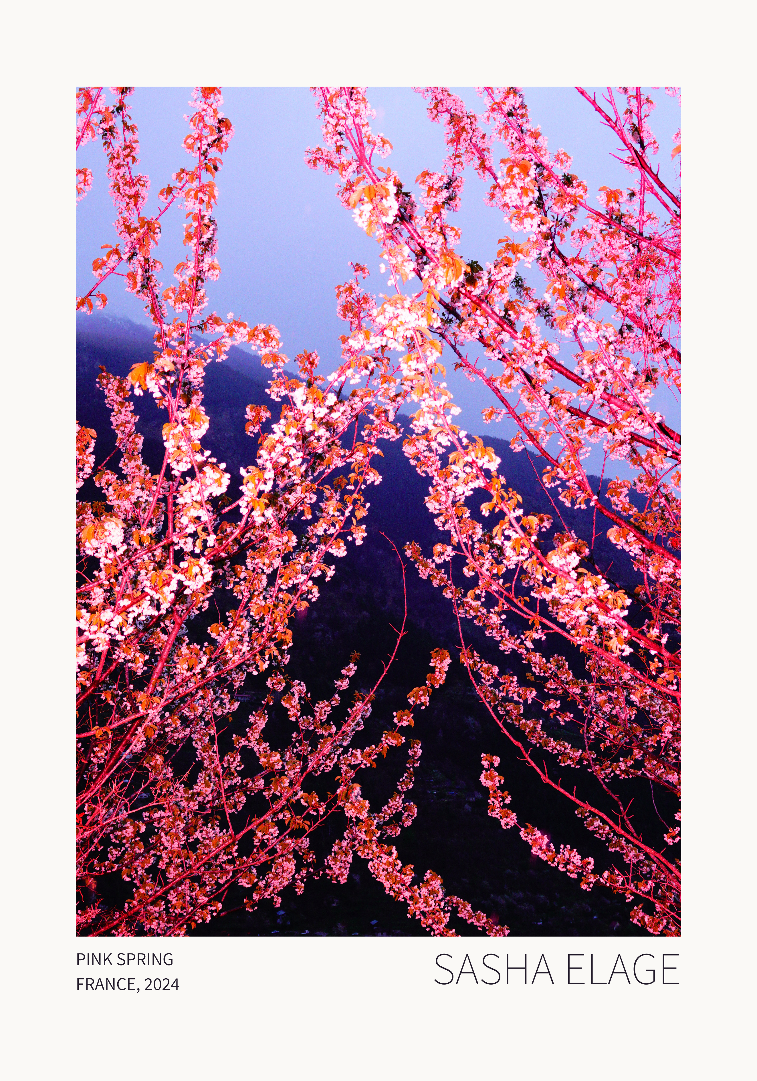 Pink Spring - Limited Edition