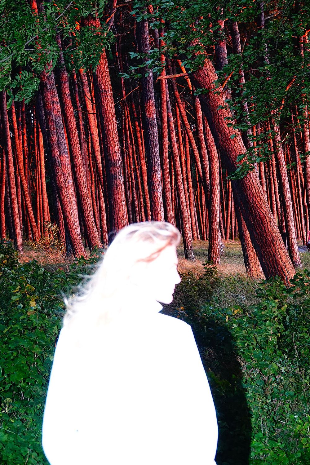 Lou, Flash, Forest - Limited Edition
