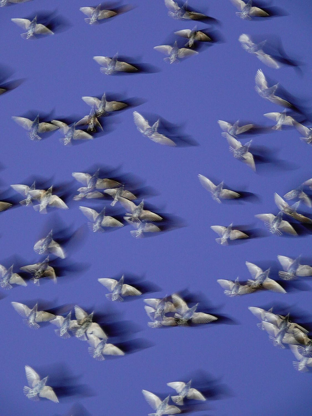 Murmurations 8 - Limited Edition