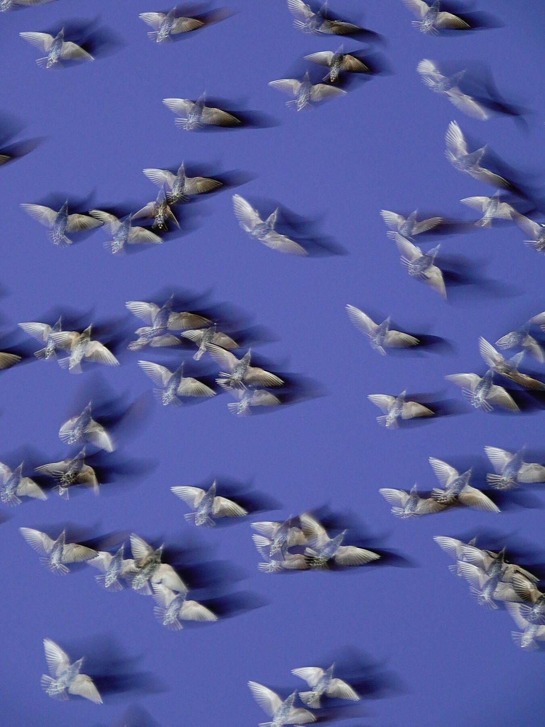 Murmurations 8 - Limited Edition