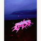 Postponed Pink Promises
