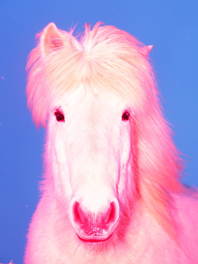 The Sexy Horse - Open Edition