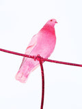 Pink Pigeon - Limited Edition