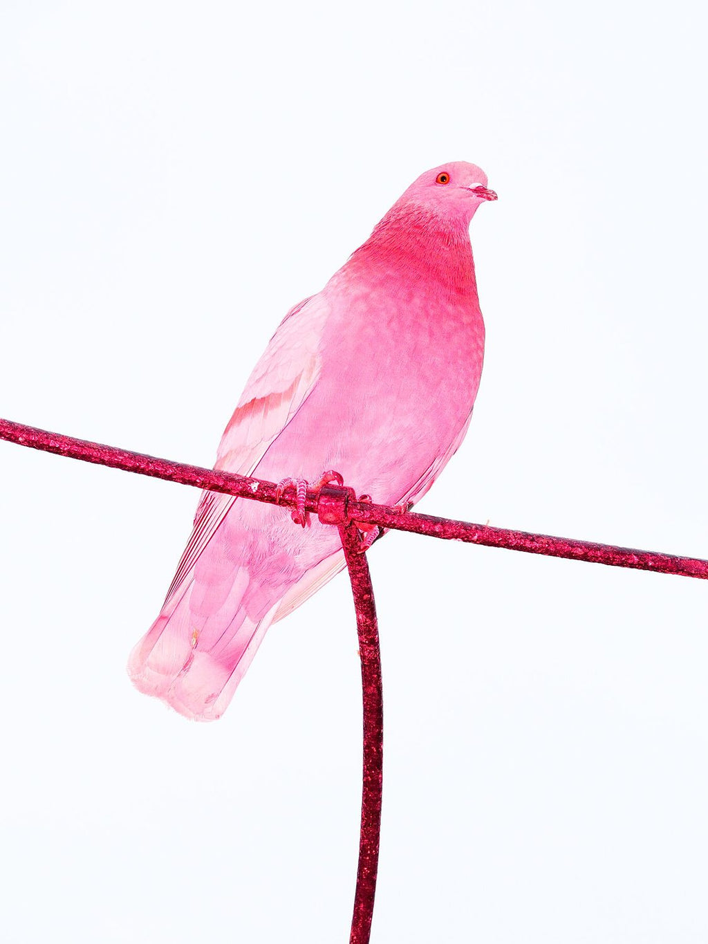 Pink Pigeon - Limited Edition