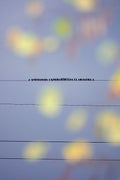 Murmurations 2 - Limited Edition