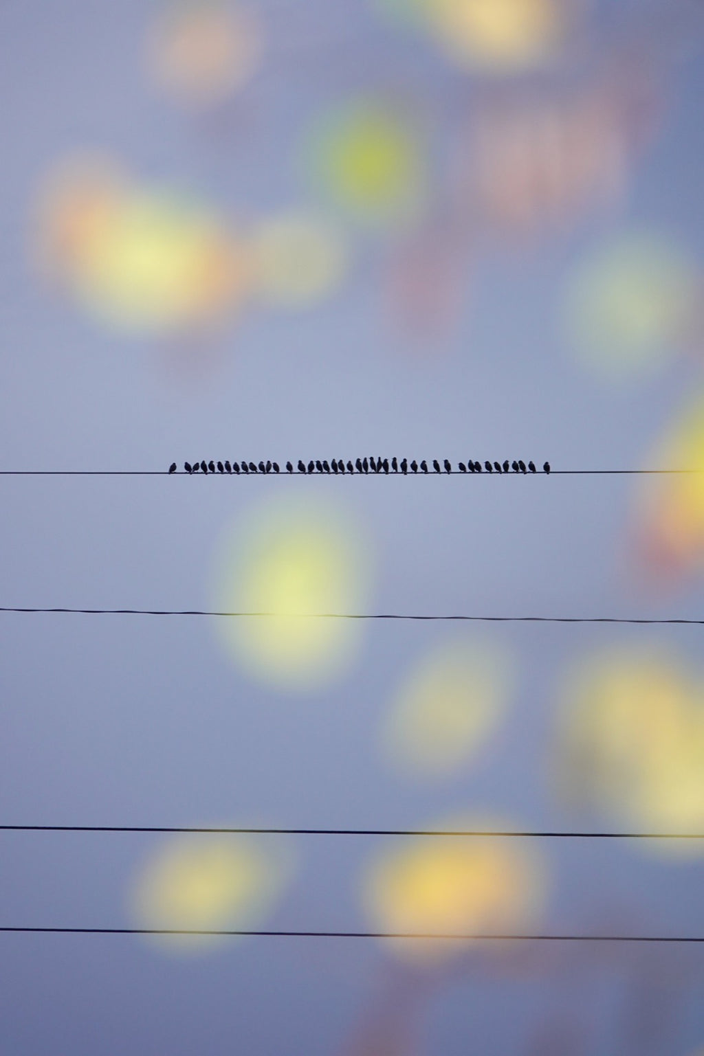 Murmurations 2 - Limited Edition