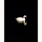 Lonely Swan