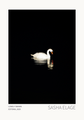 Lonely Swan - Open Edition
