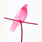 Pink Pigeon