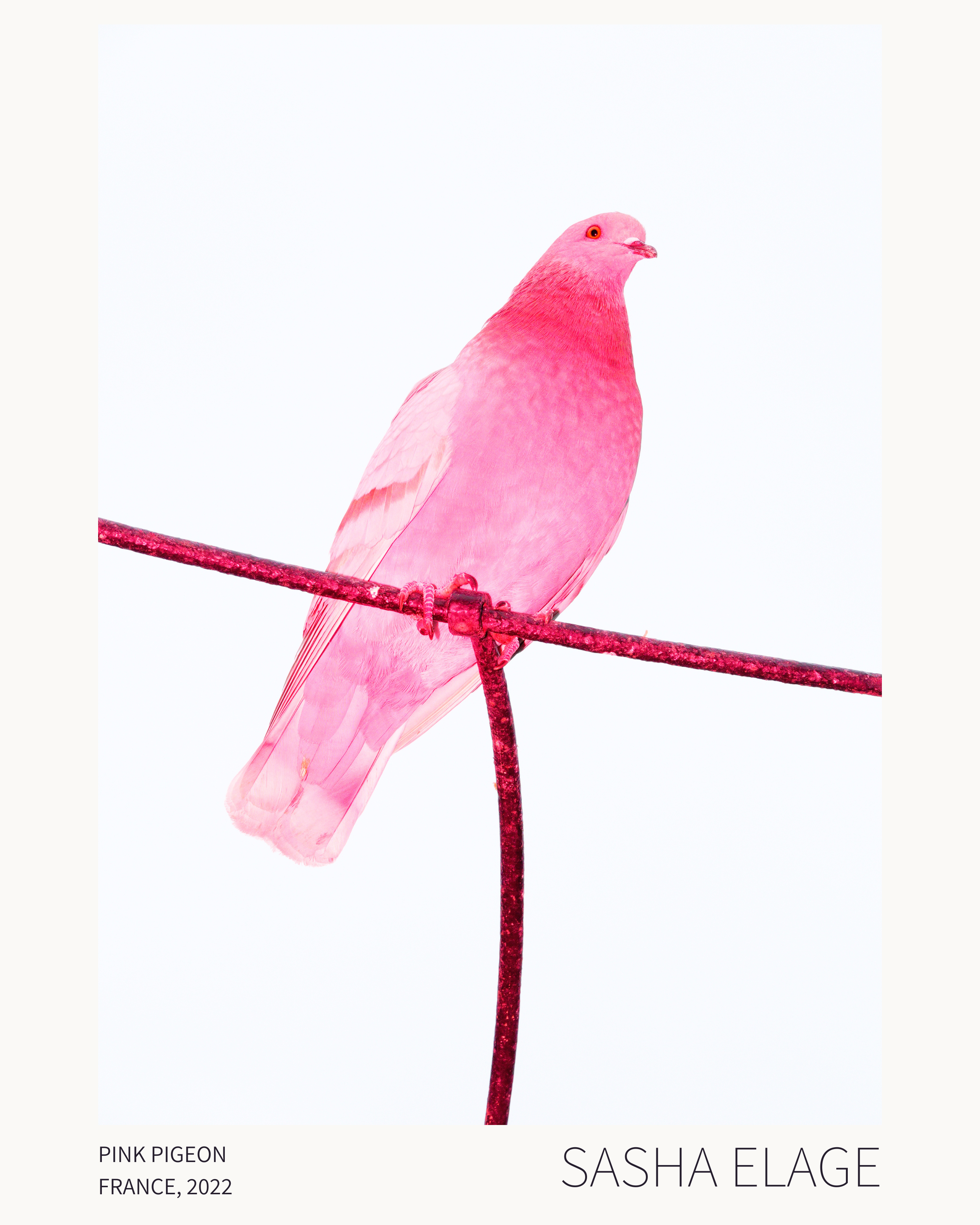 Pink Pigeon - Open Edition