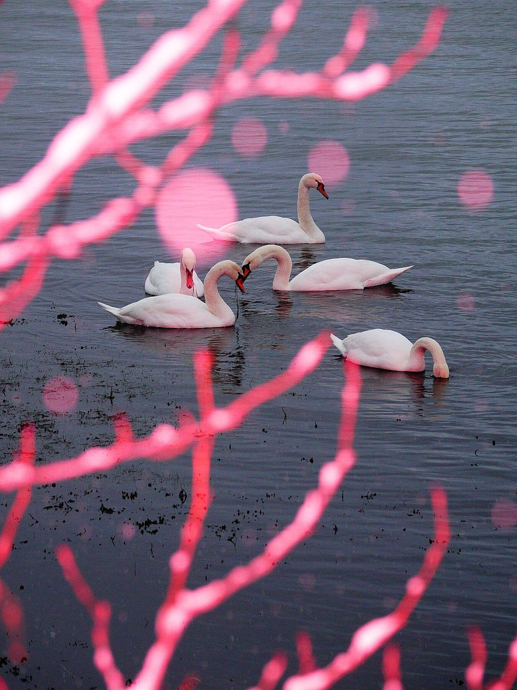 Snow Ballet on Swan Lake - Limited Edition