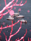 Snow Ballet on Swan Lake - Limited Edition
