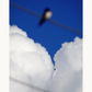 Sky Swallows Swallow