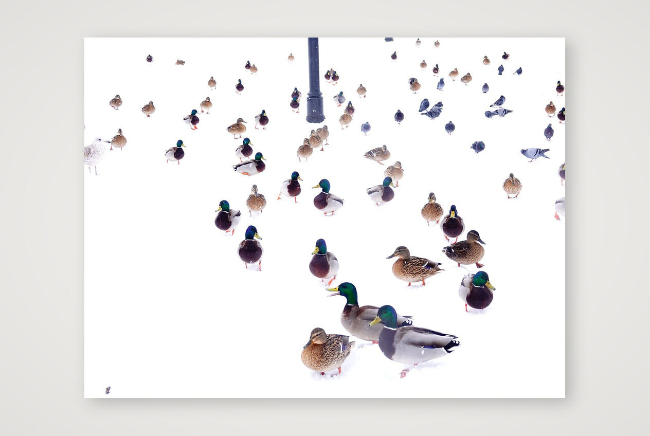 The Gathering 2-Limited Edition — 80×60cm, 31×24" Print only