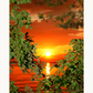 Magic Sunset