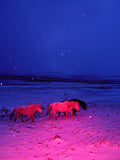 Three Horses in a Pink Storm - Limited Edition