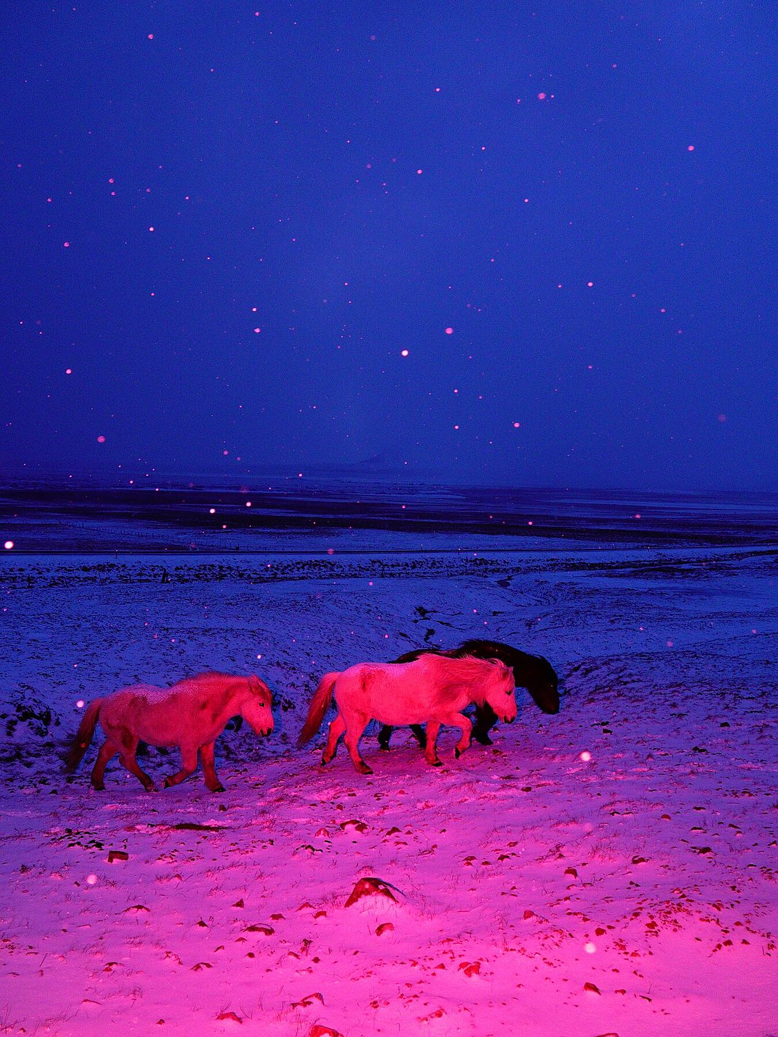 Three Horses in a Pink Storm - Limited Edition