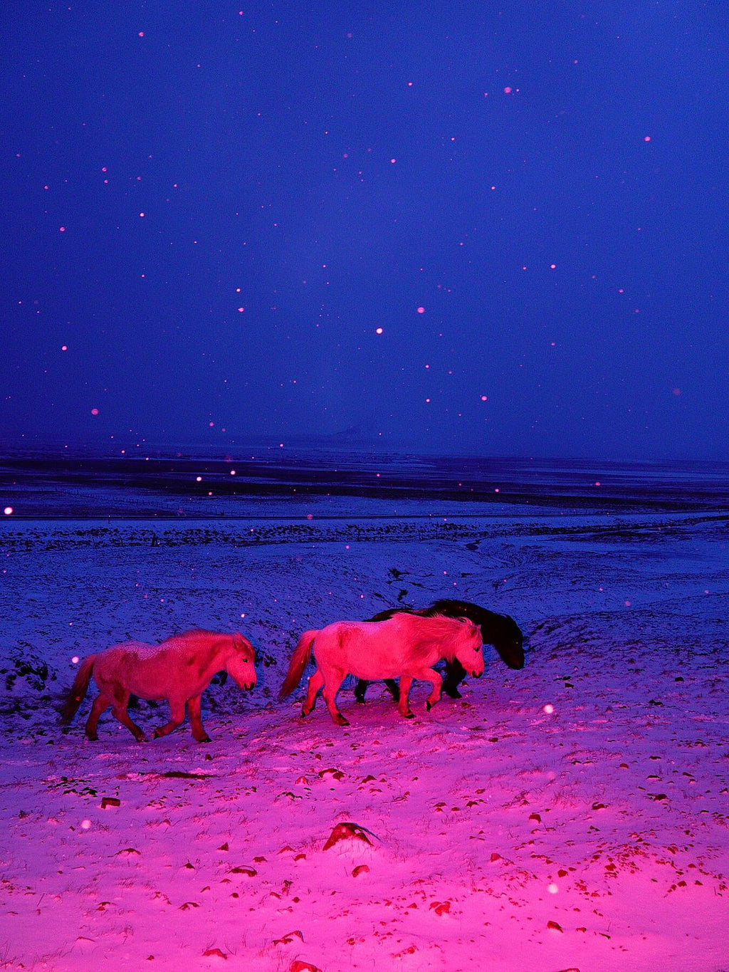 Three Horses in a Pink Storm, fine art photograph by Sasha Elage, Magic Island collection