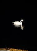 Lonely Swan - Limited Edition