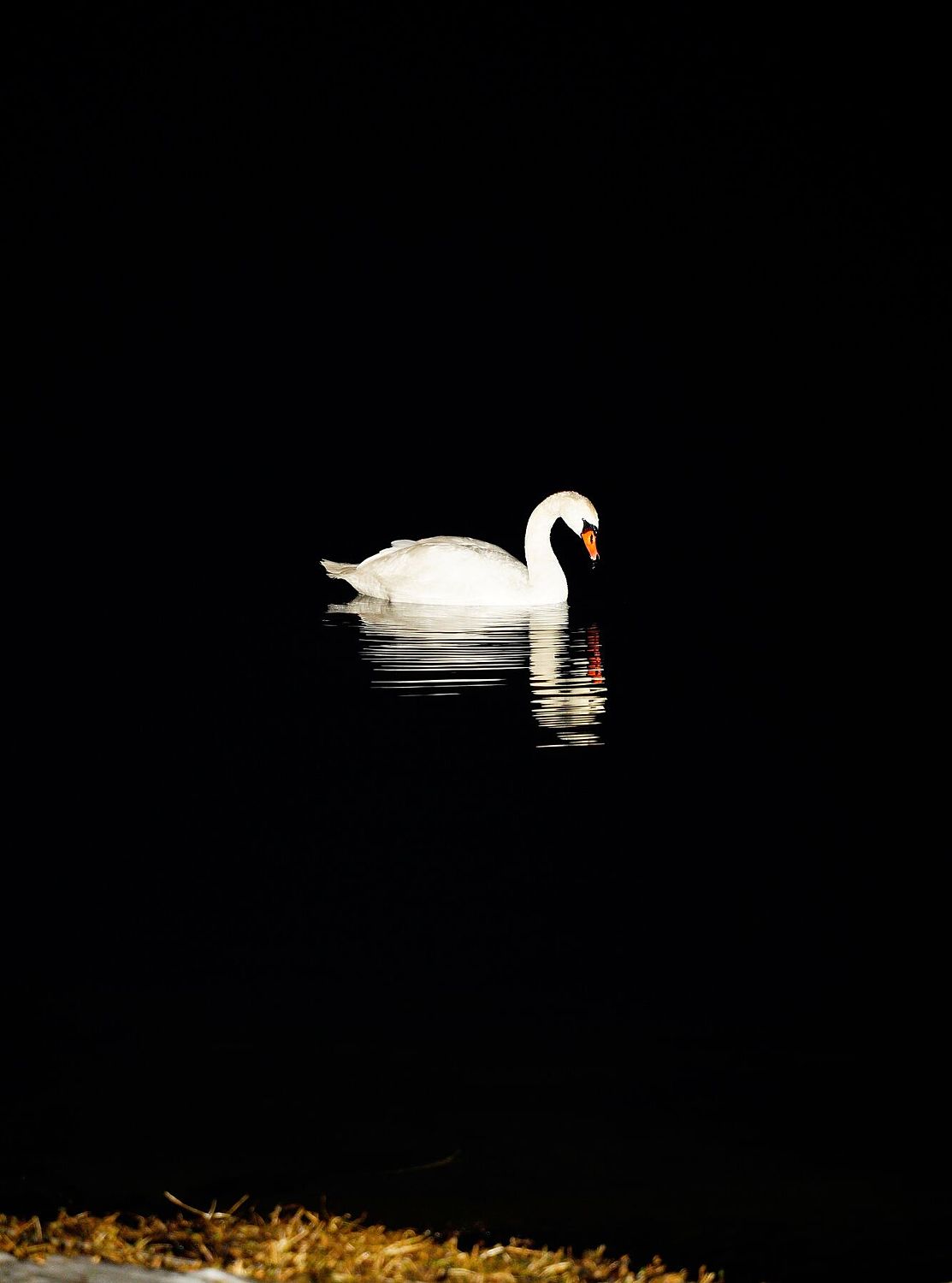Lonely Swan - Limited Edition