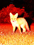 What the Fox! - Limited Edition