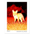 What the Fox! - Open Edition