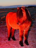 Red Horse with a Fringe - Limited Edition
