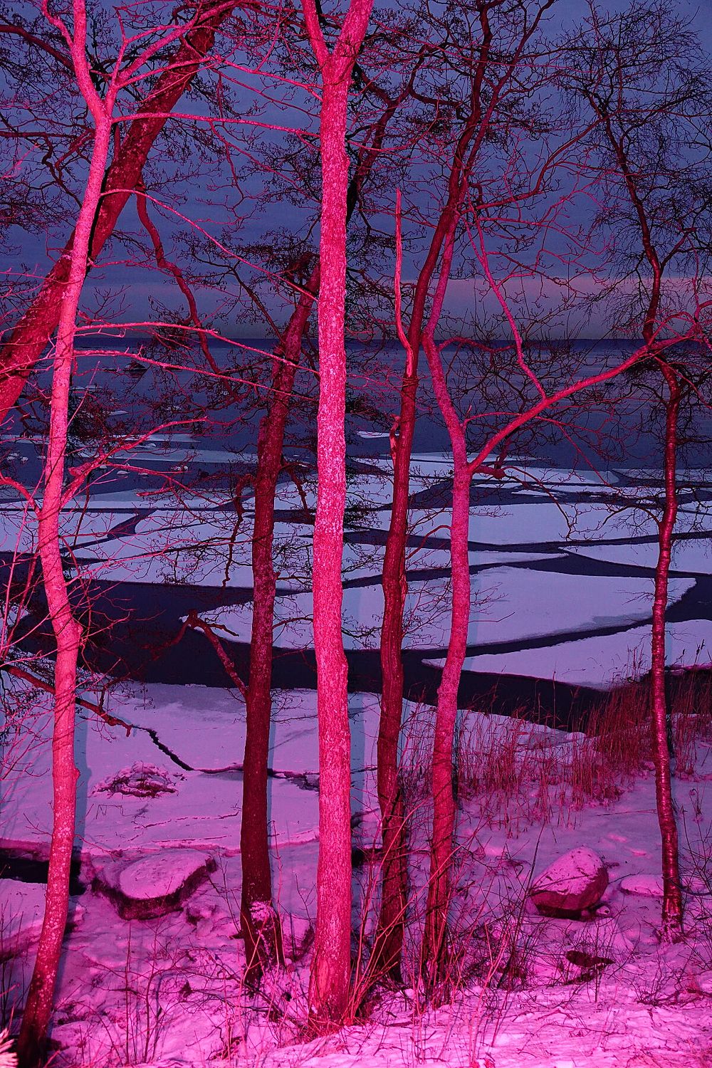 Frozen in Pink - Limited Edition