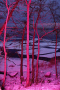 Frozen in Pink - Limited Edition