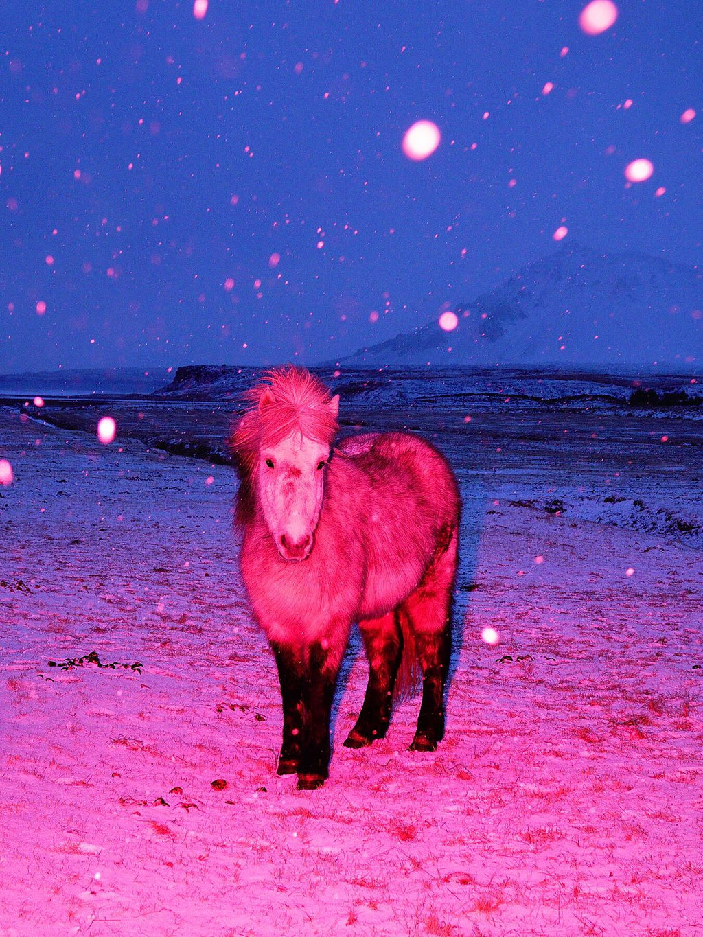 The Magic Horse - Limited Edition