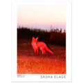 The Red Fox - Open Edition