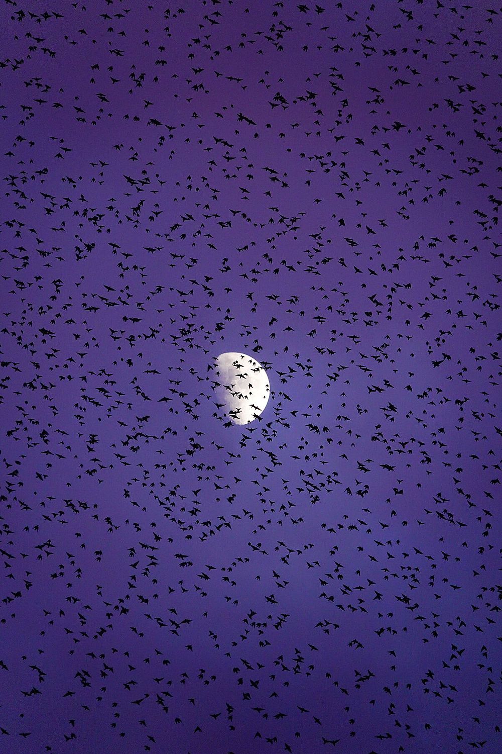 Murmurations 6 - Limited Edition