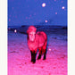 The Magic Horse