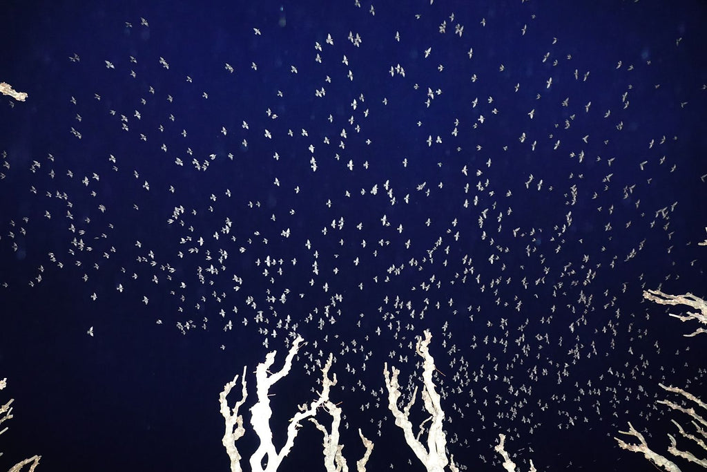 Murmurations 3-Limited Edition