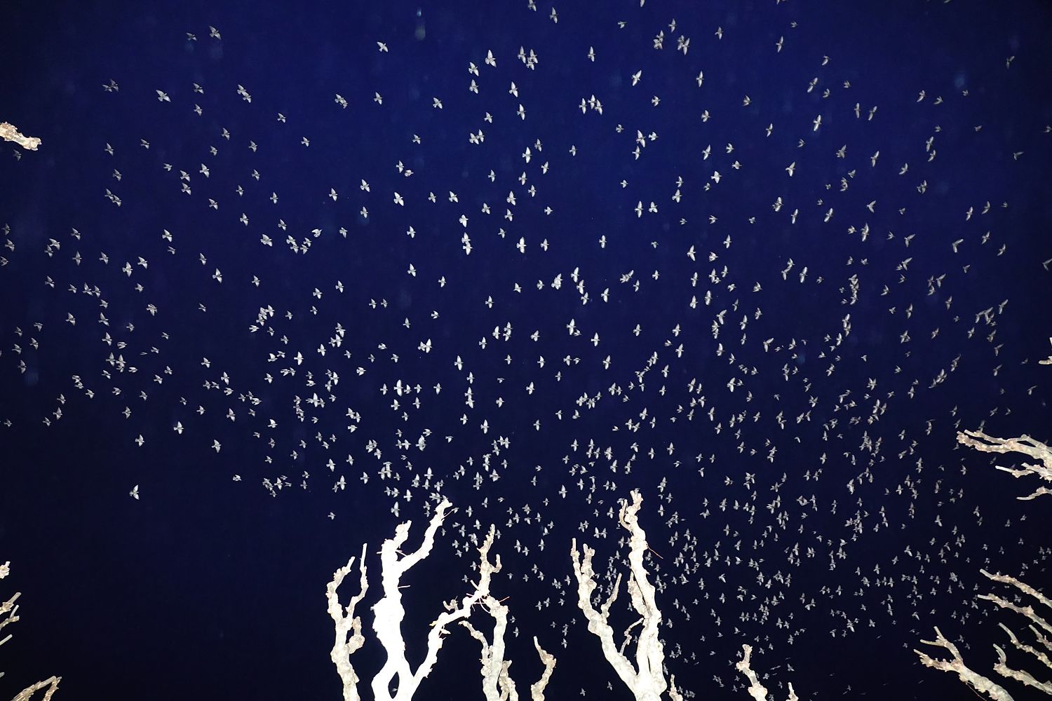 Murmurations 3-Limited Edition