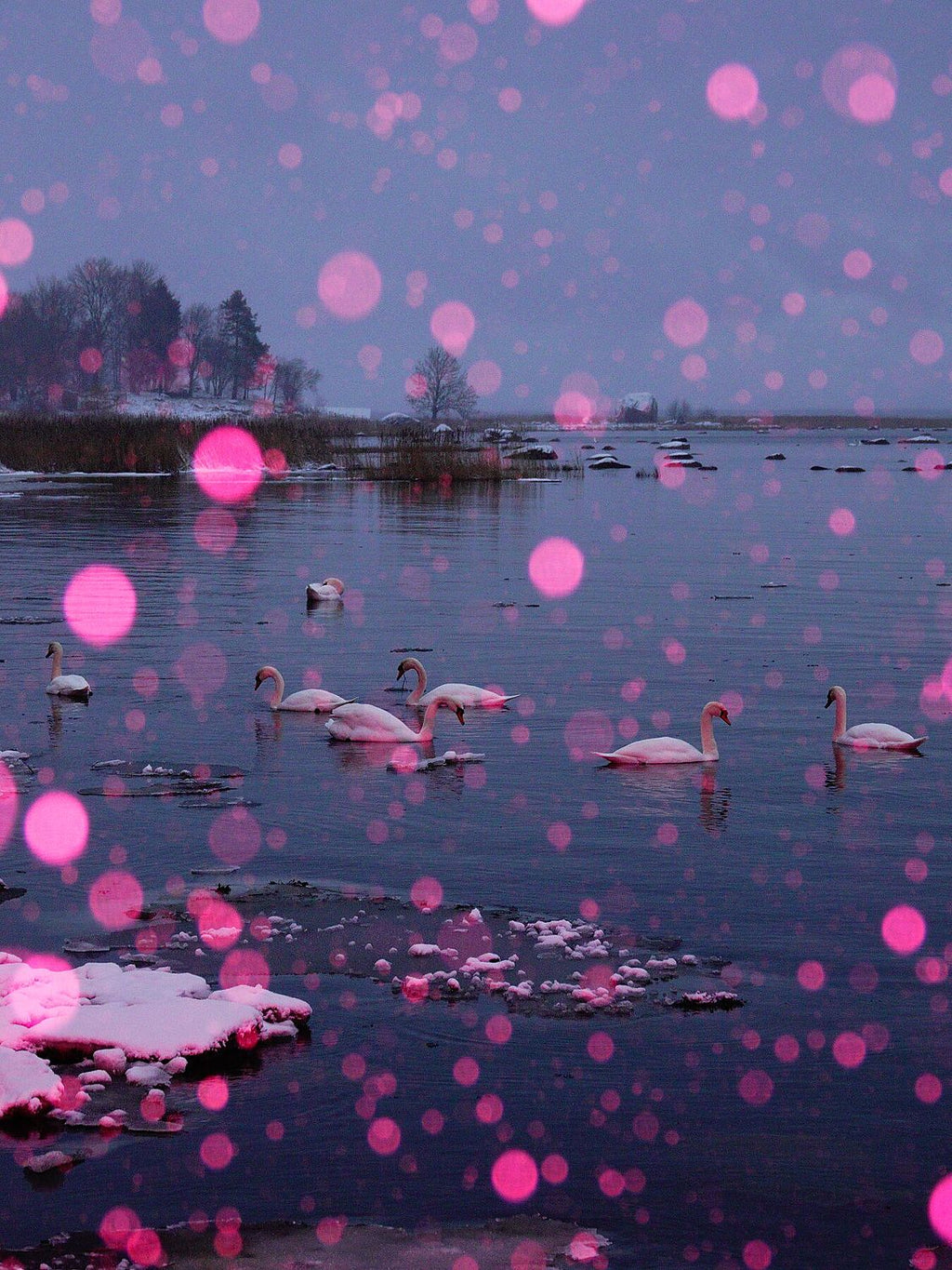 Pink Snow, Swan Lake - Limited Edition