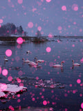 Pink Snow, Swan Lake - Limited Edition